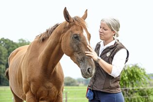 Zweite Karriere Vom Galopper Zum Vielseitigkeitspferd Cavallo De