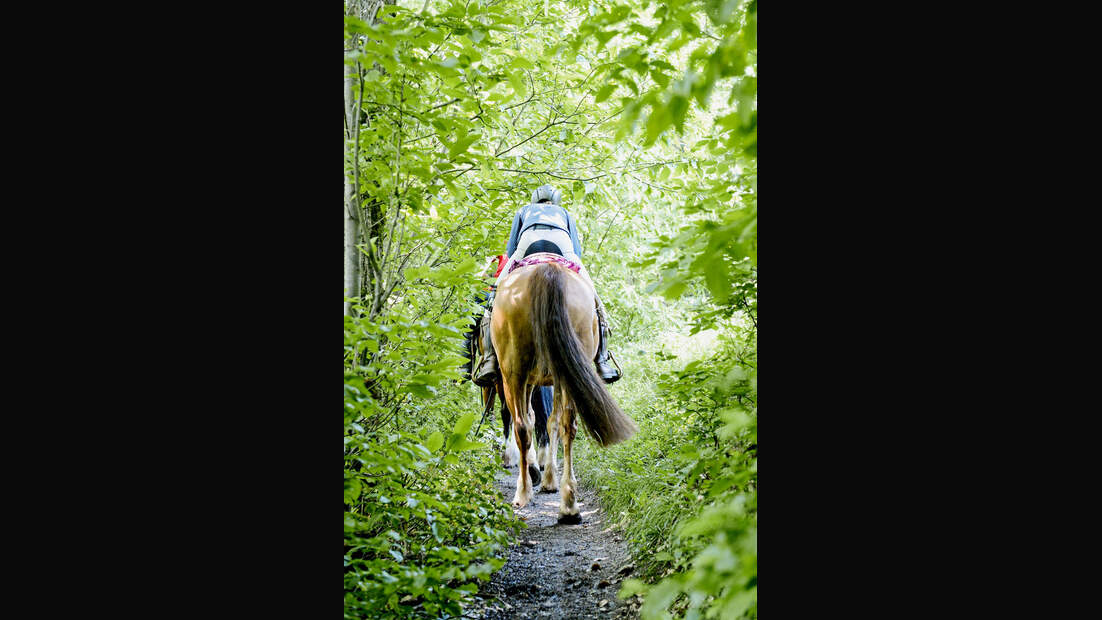 Wanderreiten durch den Schwarzwald