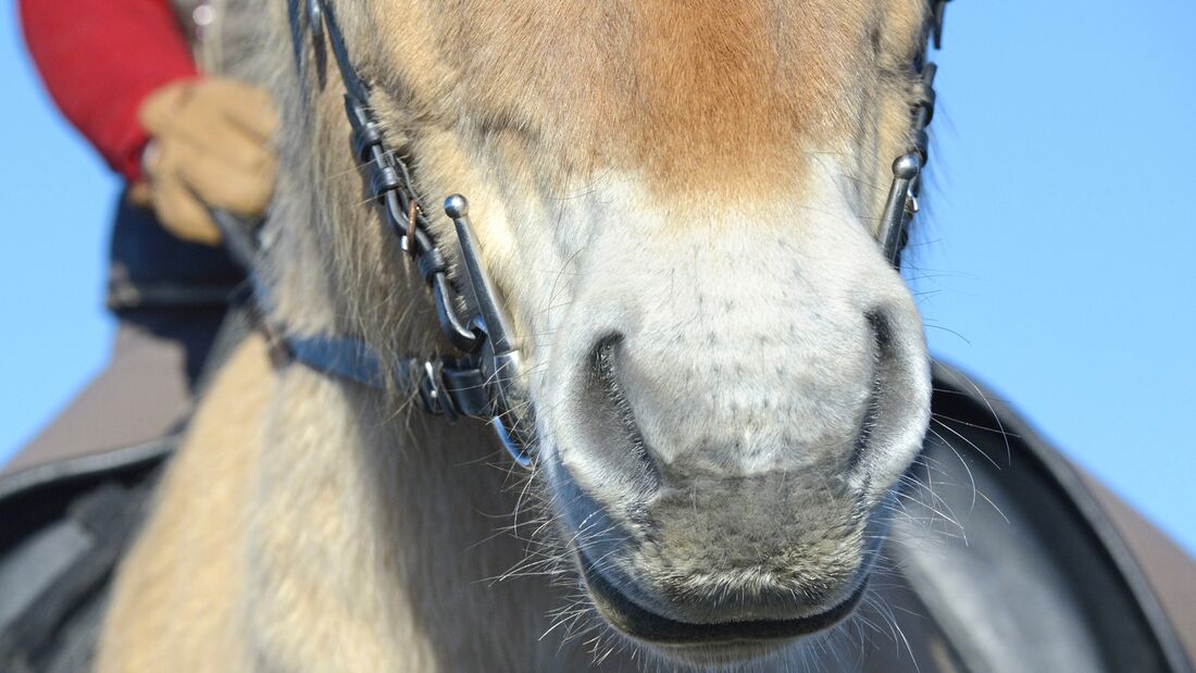 Was der Atem über Ihr Pferd verrät