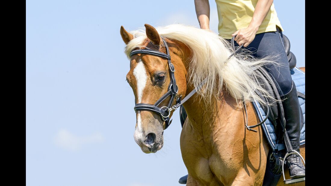 Was der Atem über Ihr Pferd verrät