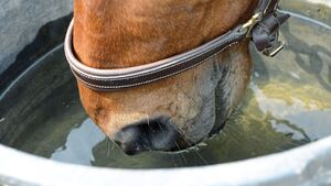 Beruhigungsmittel pferd boxenruhe - Alle Auswahl unter der Vielzahl an verglichenenBeruhigungsmittel pferd boxenruhe