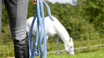 Weißes Pferd auf einer Weide, im Vordergrund eine Reiterin mit Halfterstrick in der Hand