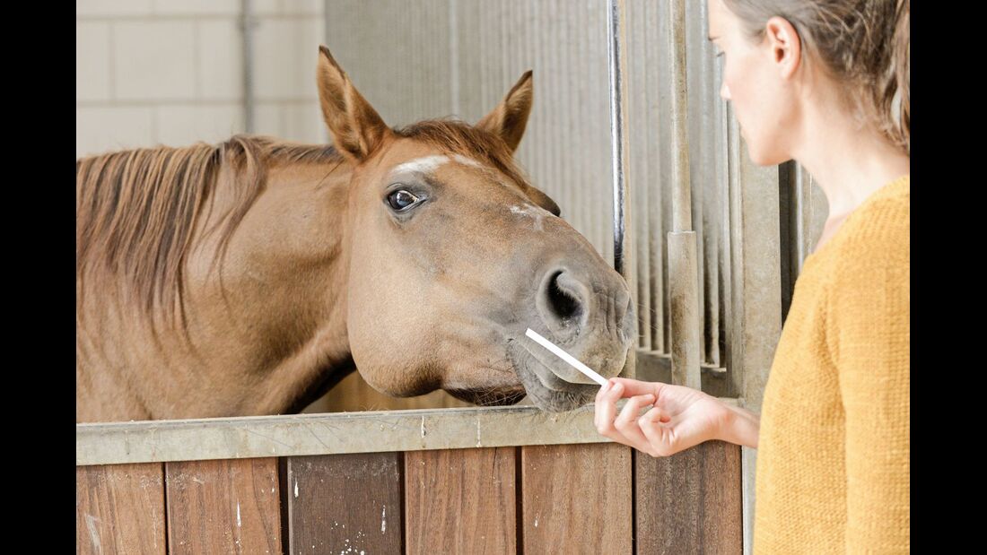 Wie Pferde riechen