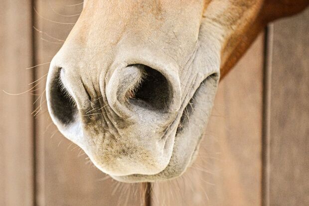 Wie Pferde riechen