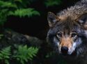 Wolf auf der Jagd 