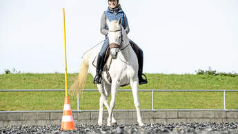 Working Equitation