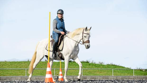 Working Equitation