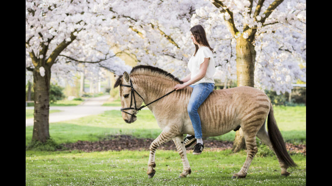 Zorse - Halb Pferd, halb Zebra