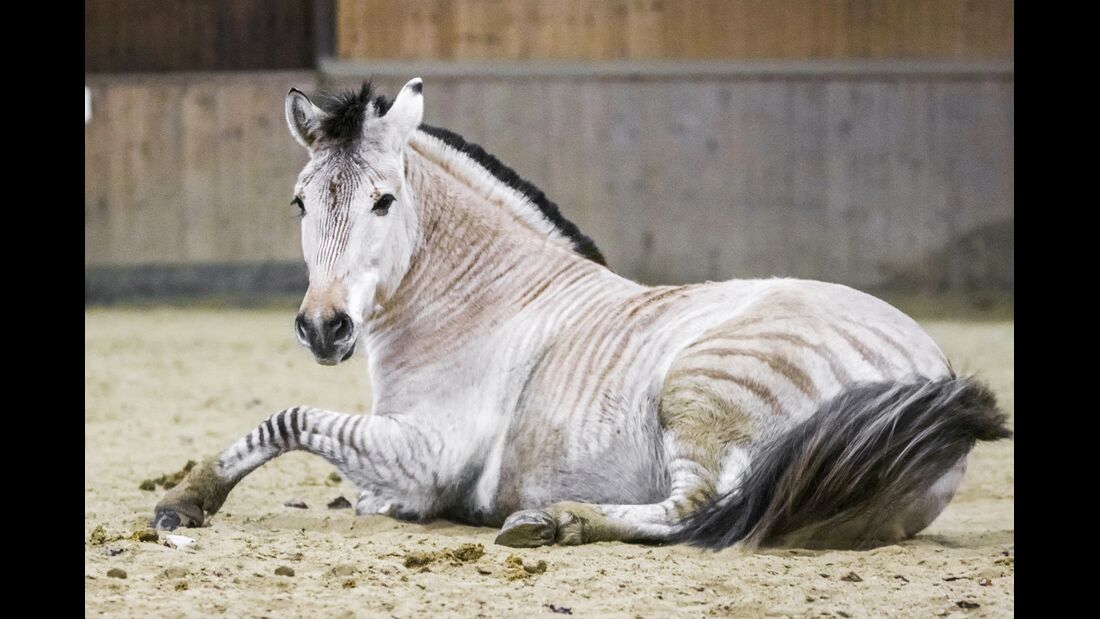 Zorse - Halb Pferd, halb Zebra