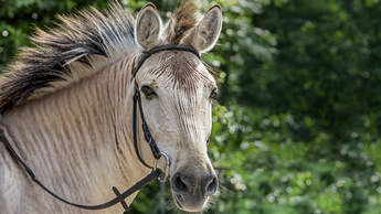 Zorse - Halb Pferd, halb Zebra