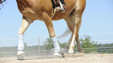 bandagiertes Pferd