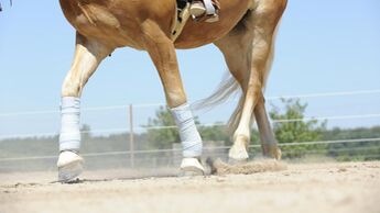 bandagiertes Pferd