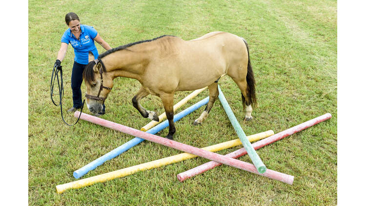 Training Fur Das Pferdegehirn Cavallo De
