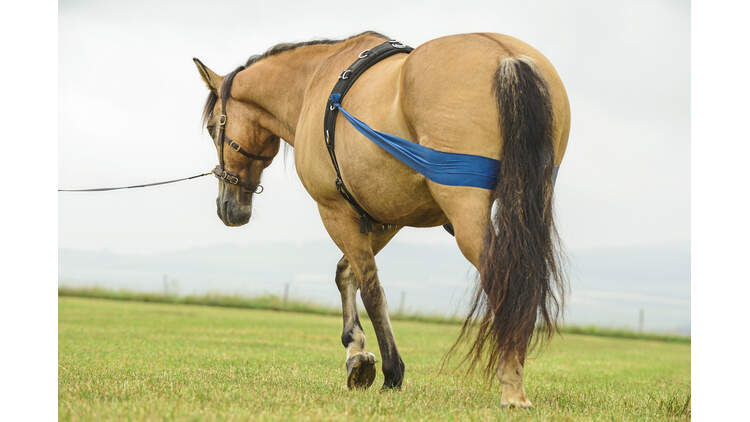 Training Fur Das Pferdegehirn Cavallo De