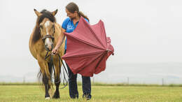 cav-201808-uebungen-fuers-pferdegehirn-6-auf-alle-faelle-lir7424-v-amendo (jpg)