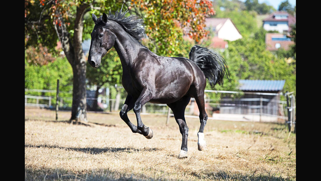 cav-201812-pferderassen-20180912-maremma-pferde-0442-hartig-v-amendo (jpg)