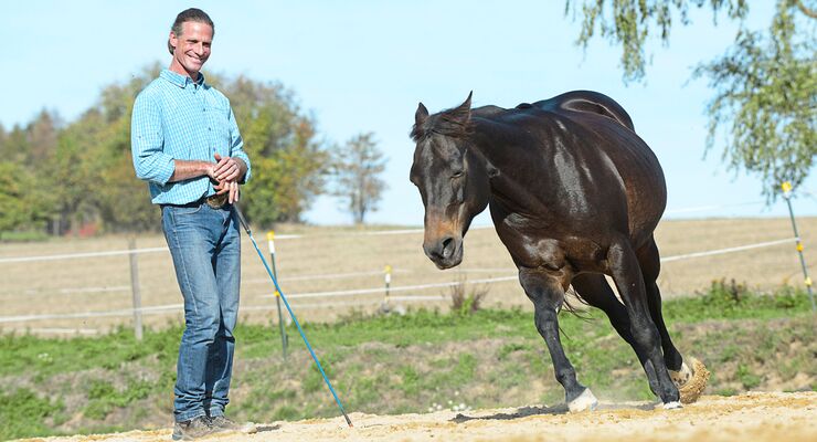 Liberty Pferd Lernen