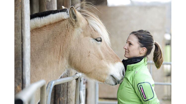 Clicker Pferd Kaufen