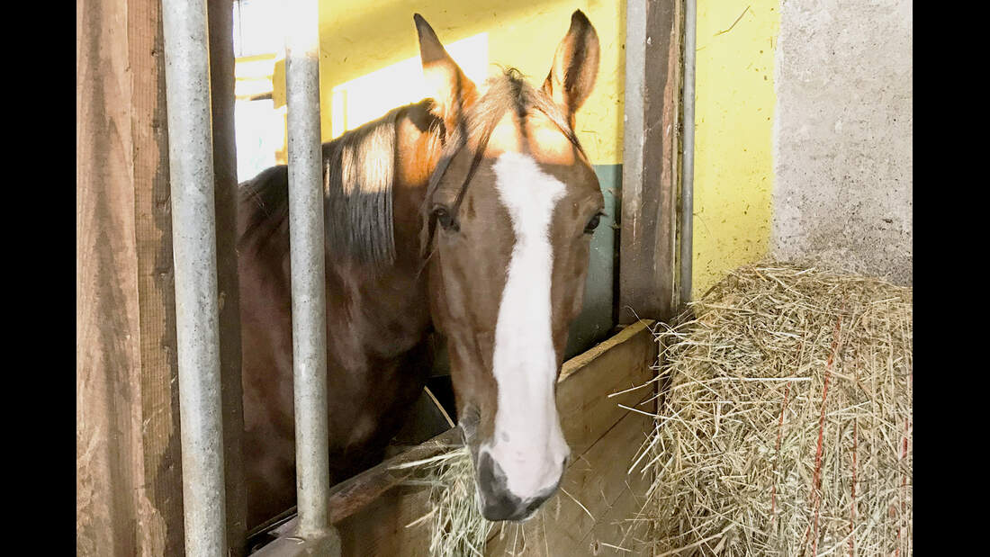 cav-201902-reitschultest-reitclub-deggendorf-schulpferd-img2629-mit-TEASER-v-amendo (jpg)