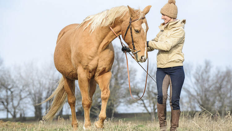 cav-201903-clickertraining-aufmacher-lir3612-mit-TEASER-v-amendo (jpg)