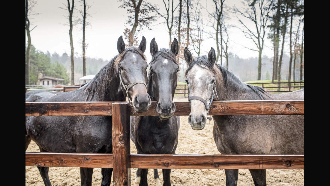 cav-201903-pferdezucht-stefan-aust-armstorf-1004-bearbeitet-joern-lehmann-v-amendo (jpg)