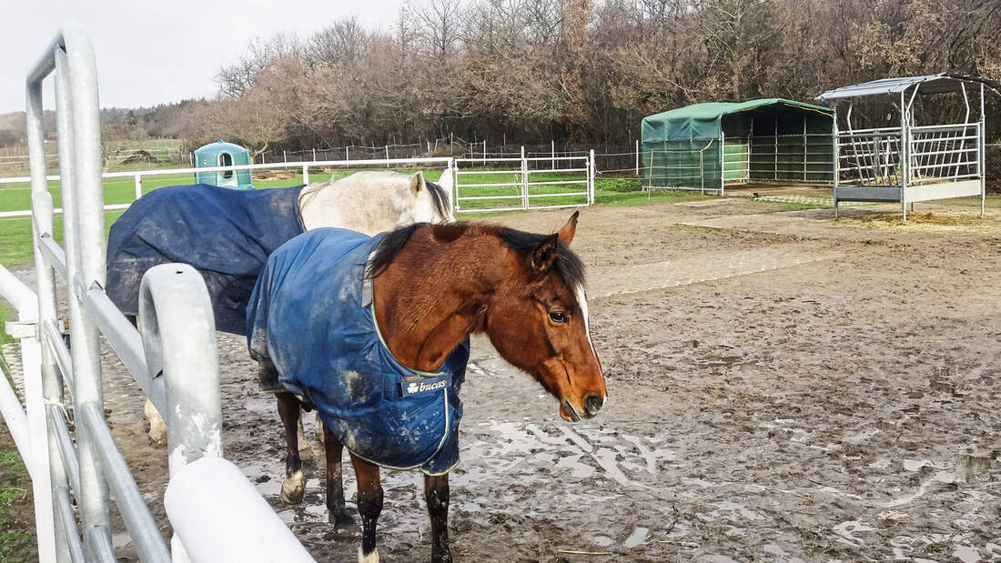 cav-201903-reitschultest-evessen-mit-TEASER-brandt-8-v-amendo (jpg)