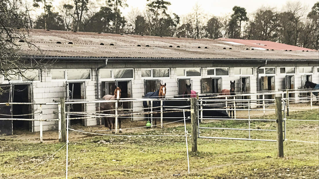 cav-201904-reitschultest-rheinzabern-stall-img3064-mit-TEASER-v-amendo (jpg)