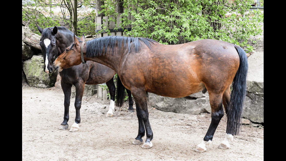 cav-201904-stallwechsel-zuhause-der-zukunft-lir2785-mit-680x330v-amendo (jpg)