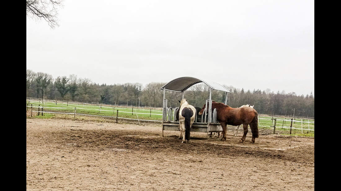 cav-201905-reitschultest-mit-TEASER-anders-reiten-20190222-152952-futterraufe -v-amendo (jpg)