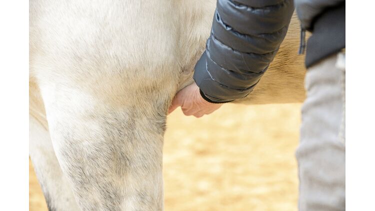 Kissing Spines Pferd übungen
