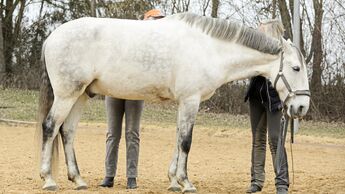 cav-201906-cavallo-coach-6-lir1990-v-amendo (jpg)