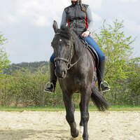 cav-201906-hirn-an-huefte-lir2381-v-amendo (jpg)