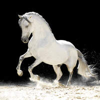cav-artflakes-lusitano-hengst-lir5911-sh-ph (jpg)