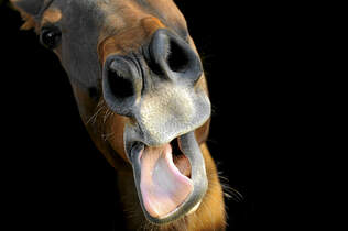 cav-artflakes-pferd-macht-grimassen-lir7566-sh-ph (jpg)
