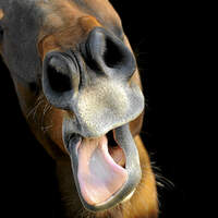 cav-artflakes-pferd-macht-grimassen-lir7566-sh-ph (jpg)