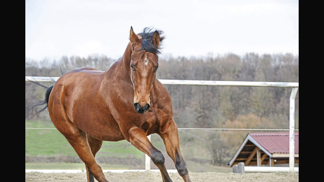 cav-charakterraten-022017-lir4520-v-amendo (jpg)