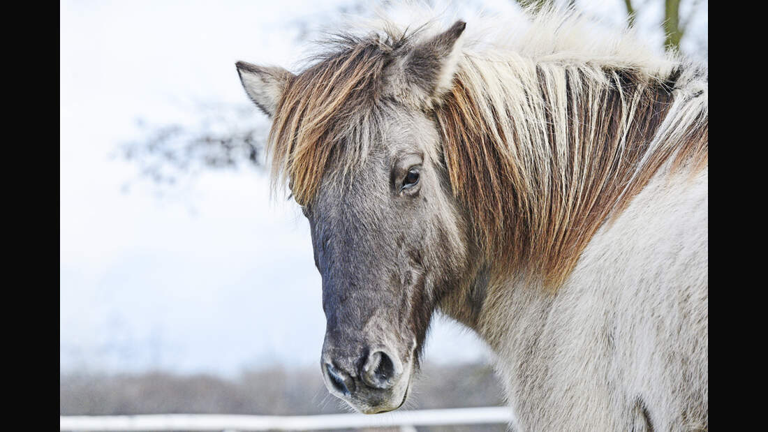 cav-charakterraten-022017-lir4645-v-amendo (jpg)