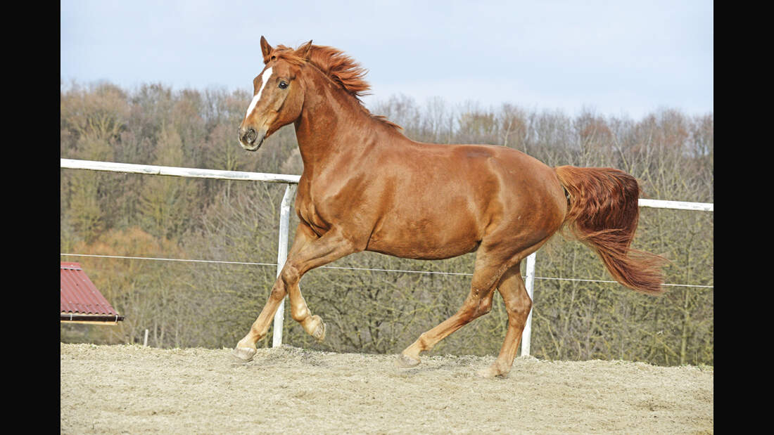 cav-charakterraten-022017-lir4990-v-amendo (jpg)