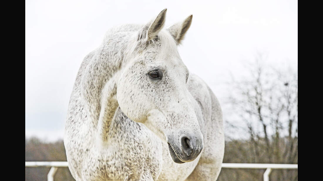 cav-charakterraten-022017-lir5590-v-amendo (jpg)