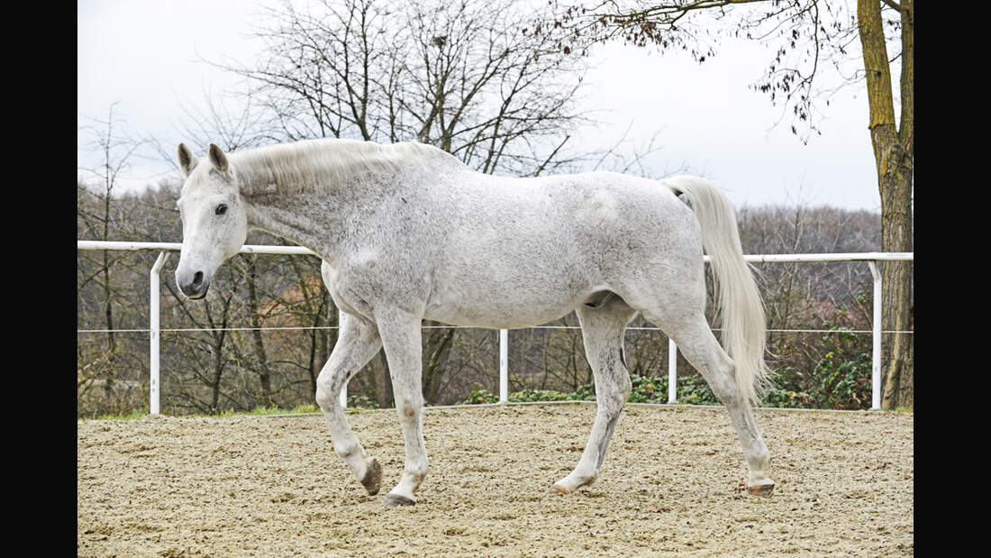 cav-charakterraten-022017-lir5629-v-amendo (jpg)