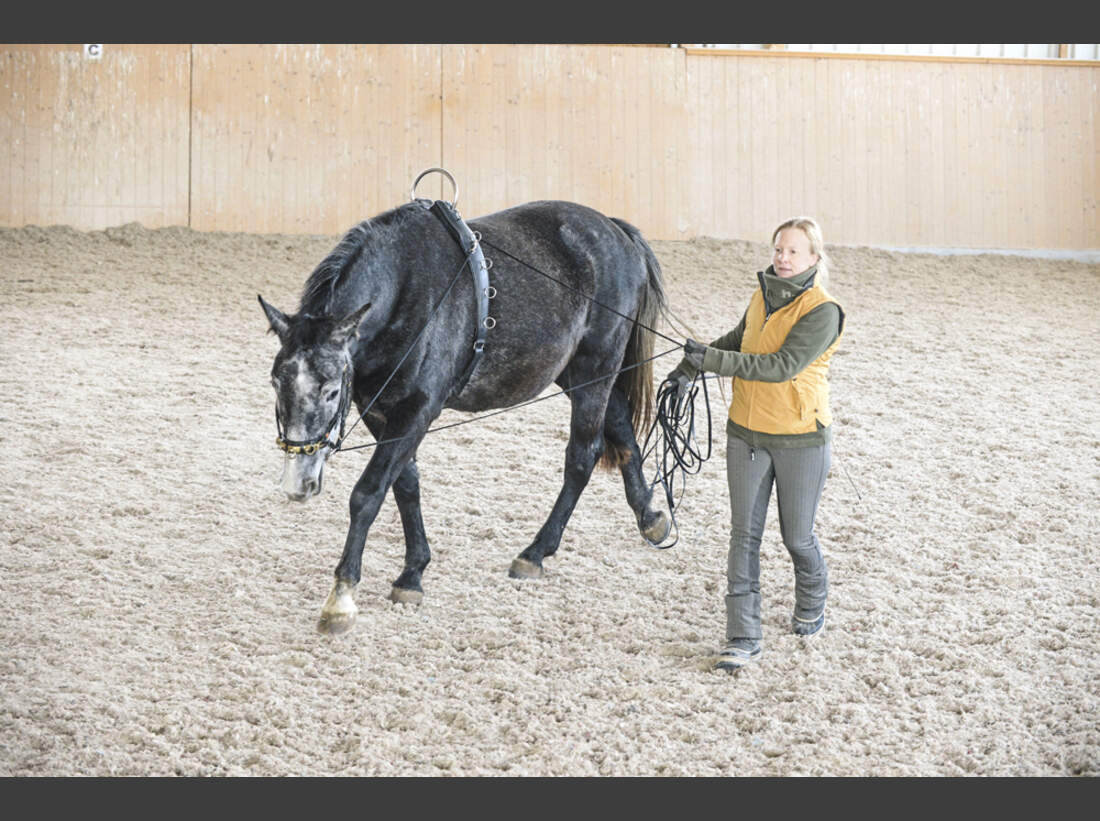 Pferde-Training mit der Doppellonge - die Basics - cavallo.de