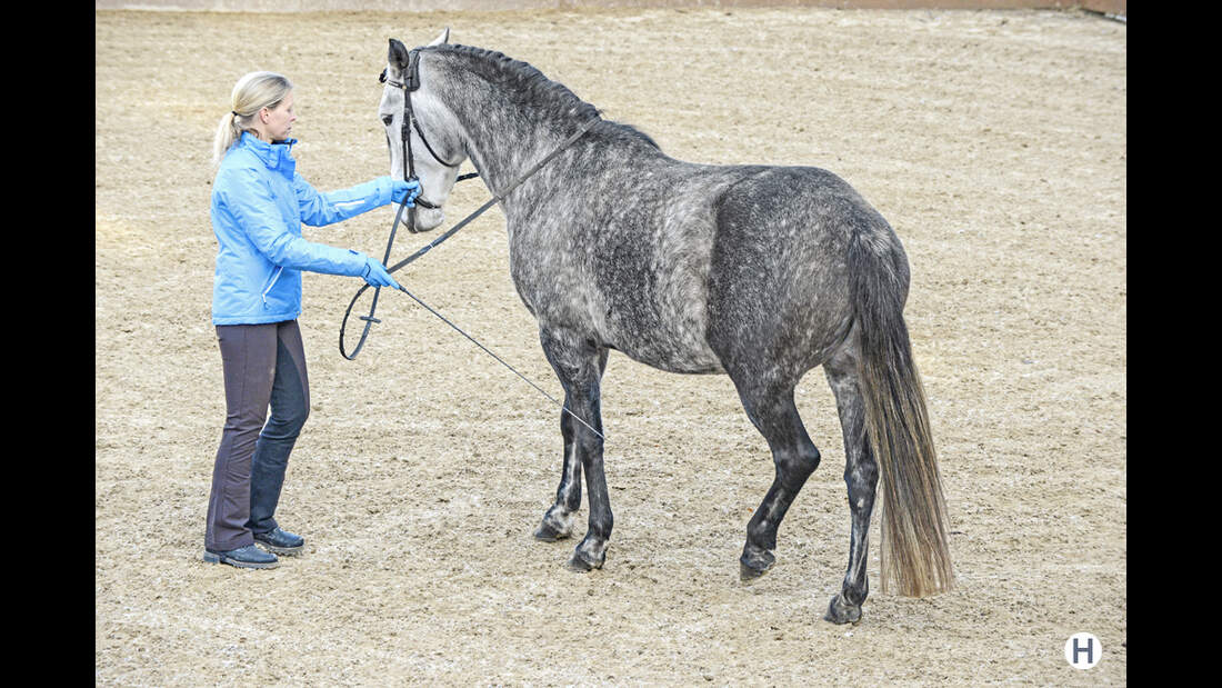 Pferd Steigt An Der Hand Pferde-Dressur am Boden - die besten Übungen Schritt für Schritt
