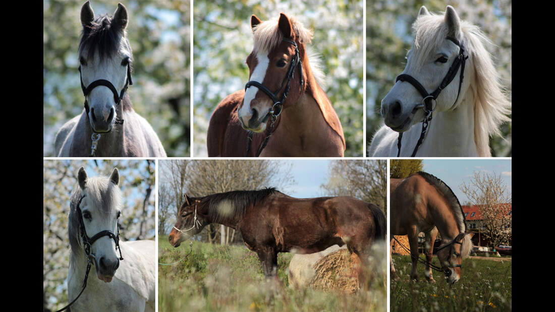 cav-fotowettbewerb-bde-haas-41-jana-lunze-pennylane-carino-susi-gismo-rocky-soleika (jpg)