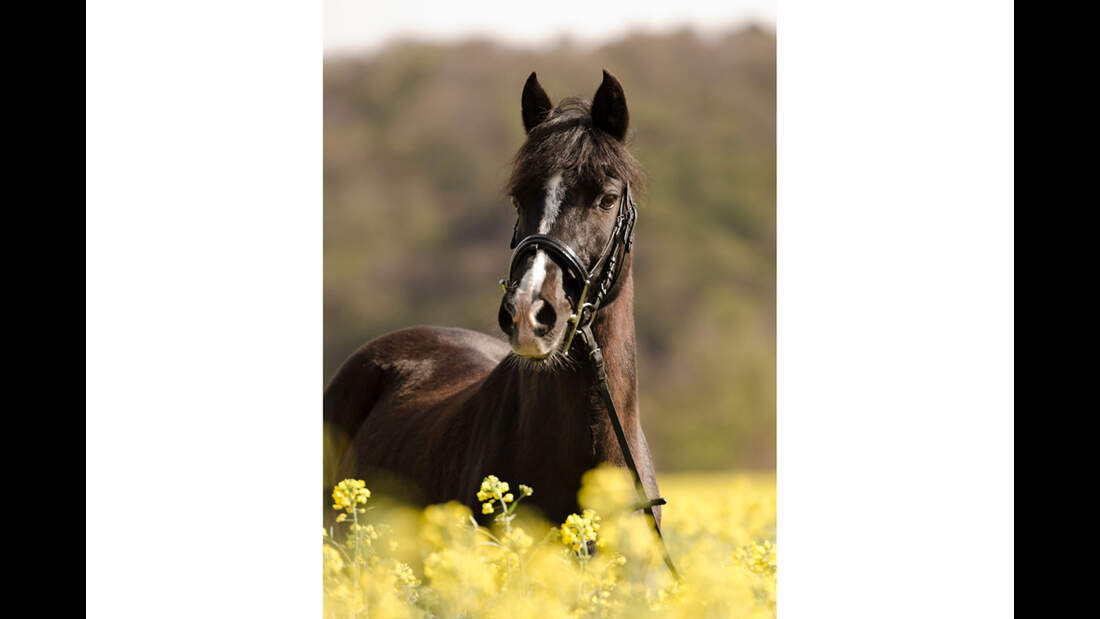 cav-fotowettbewerb-bde-haas-52-victoria-parschau-image (jpg)