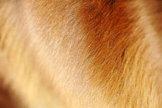 cav-fuettern-fuers-fell-0117-lir6381-v-amendo (jpg)