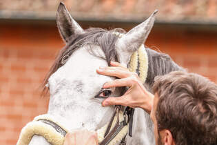 cav-kolik-diagnose-img-1229-fellner-v-amendo (jpg)