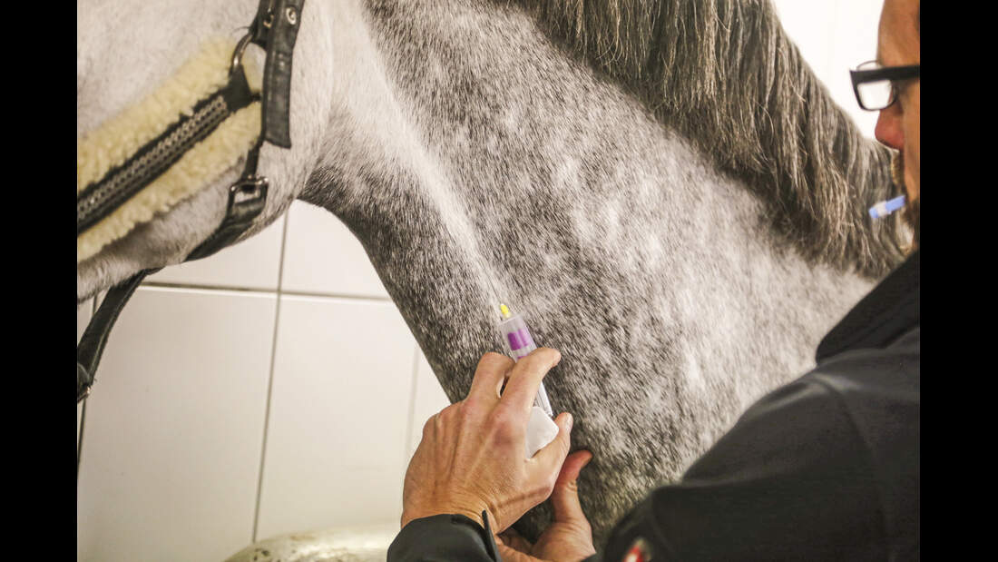 Allergie pferd dissertation 04 picture