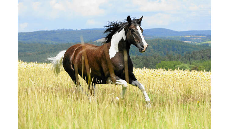 So Bearbeiten Sie Pferdebilder Am Computer Cavallo De