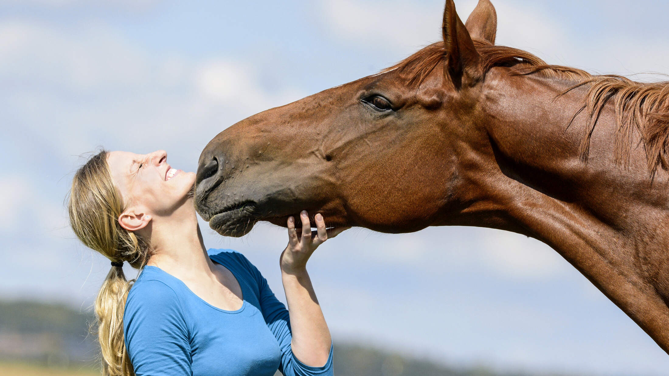 Wie Lange Sind Pferde Tragend www.cavallo.de