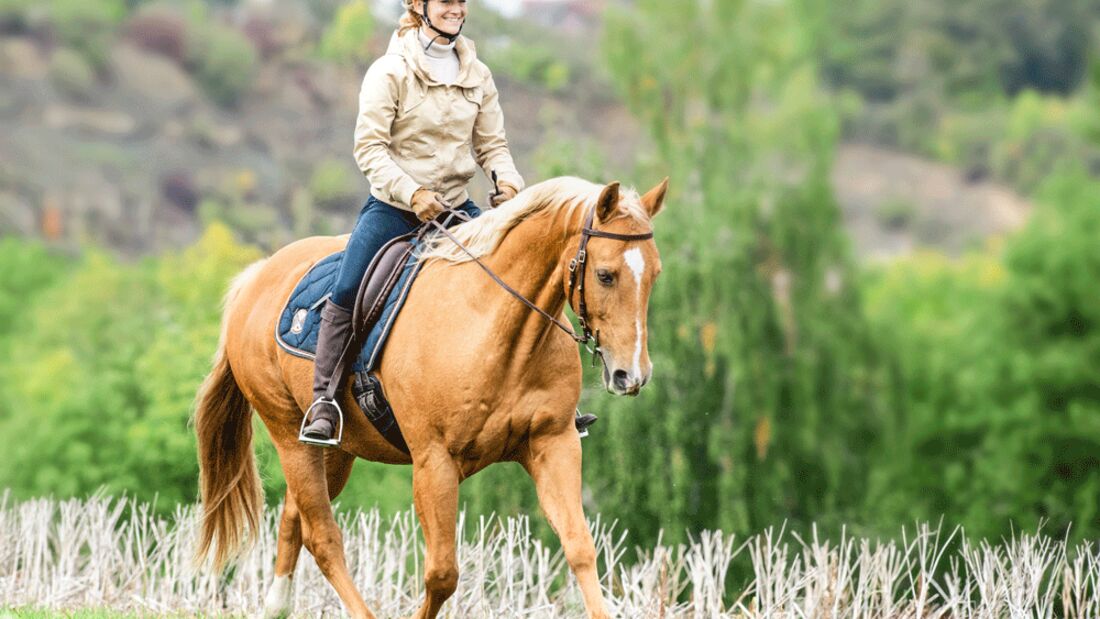 Checklisten und Tipps fürs Pferdetraining